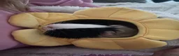 Guinea Pig rodents for sale: 2 bonded Female Guinea Pigs - 9 months old  in Braintree - Advert 8