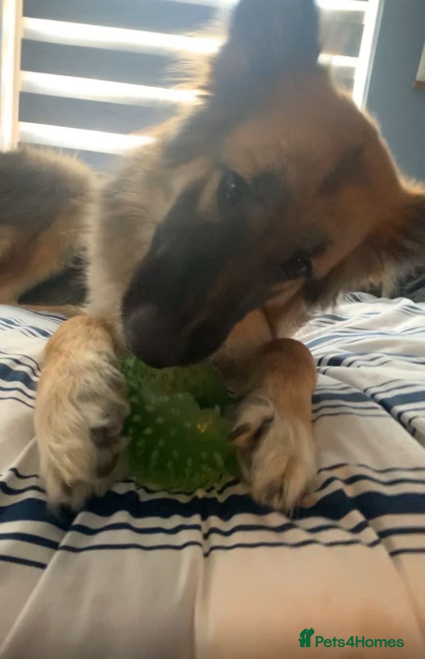 German Shepherd dogs Skye. - Advert 18