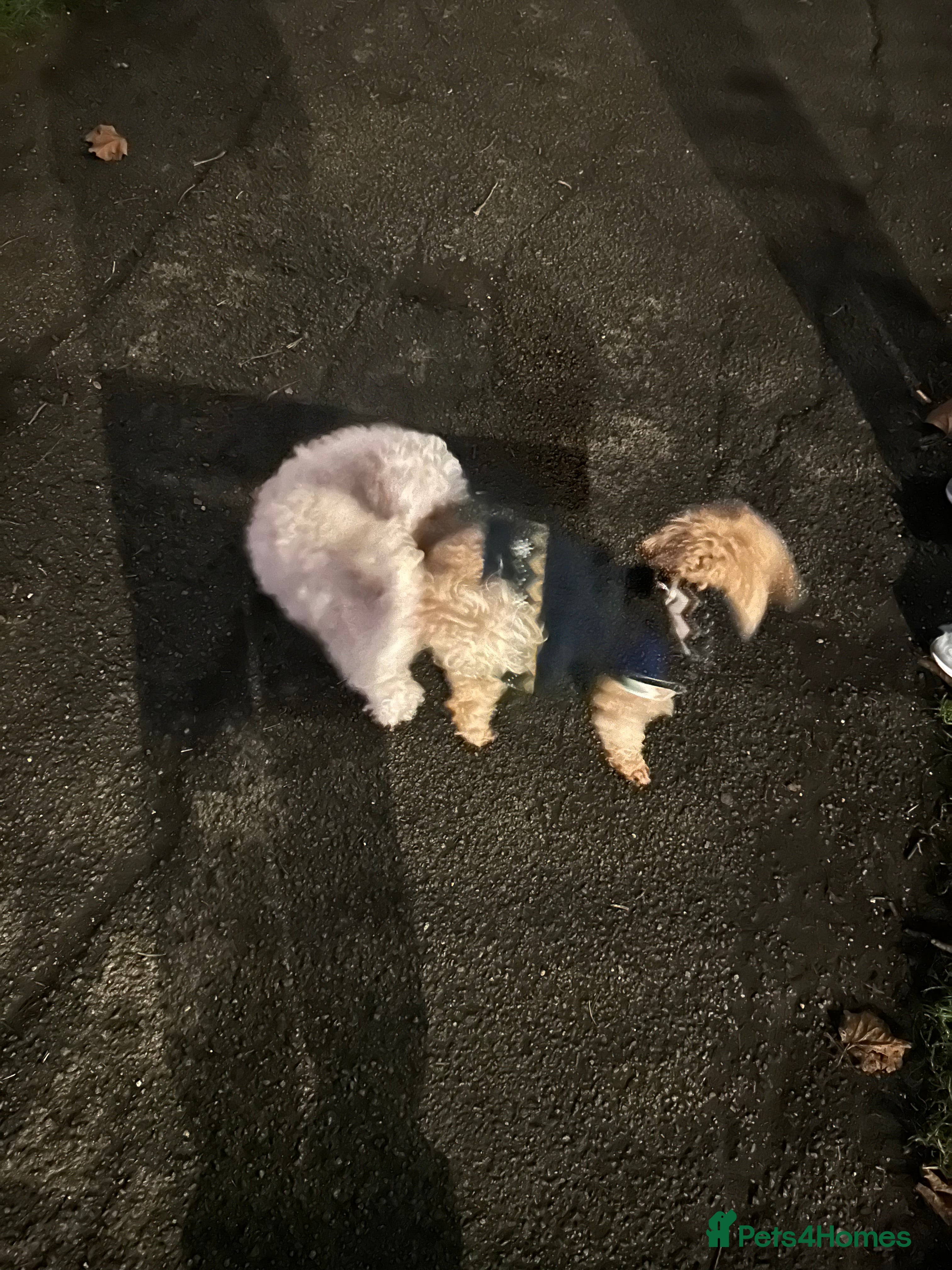 Milo
