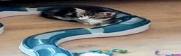 Mixed Breed cats for adoption: Sweet kittens looking for their forever homes - Advert 14