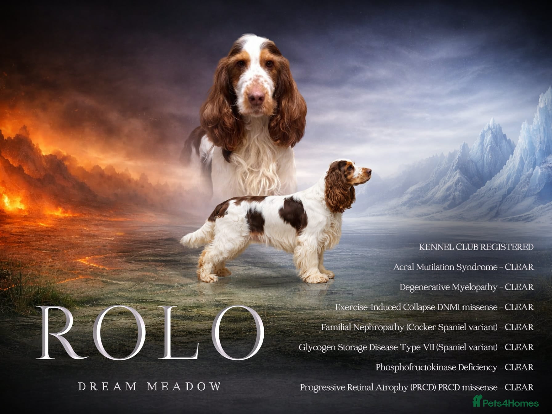 Cocker Spaniel dogs Show cocker Chocolate Roan stud - Advert 16