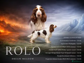 Cocker Spaniel dogs Show cocker Chocolate Roan stud - Advert 16