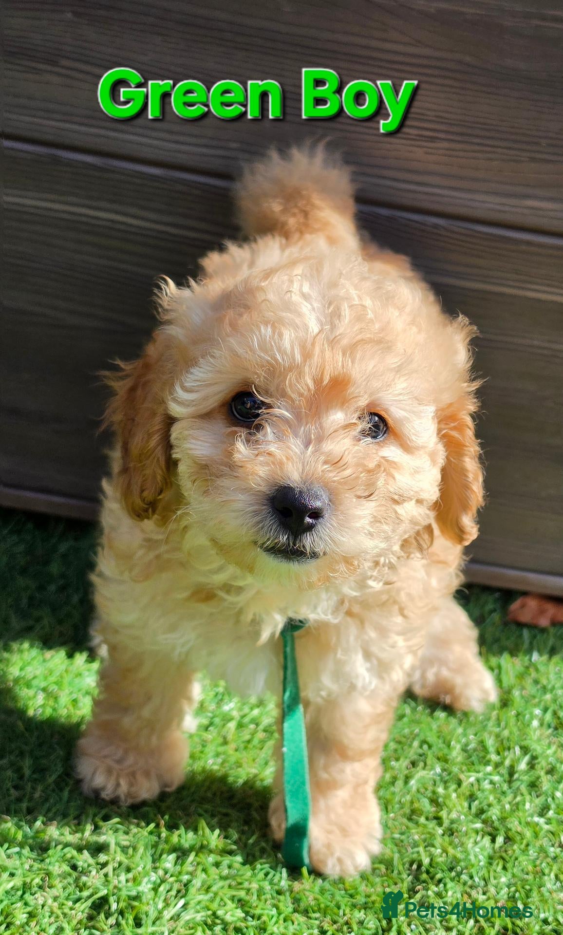 Maltipoo dogs 🐶3 beautiful maltipoo pups🐶 can leave Tuesday🐶 - Advert 17