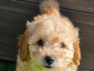 Maltipoo dogs 🐶3 beautiful maltipoo pups🐶 can leave Tuesday🐶 - Advert 17
