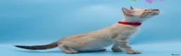 Bengal cats for sale: TICA Registered Snow & Charcoal Bengal Kittens - Advert 10