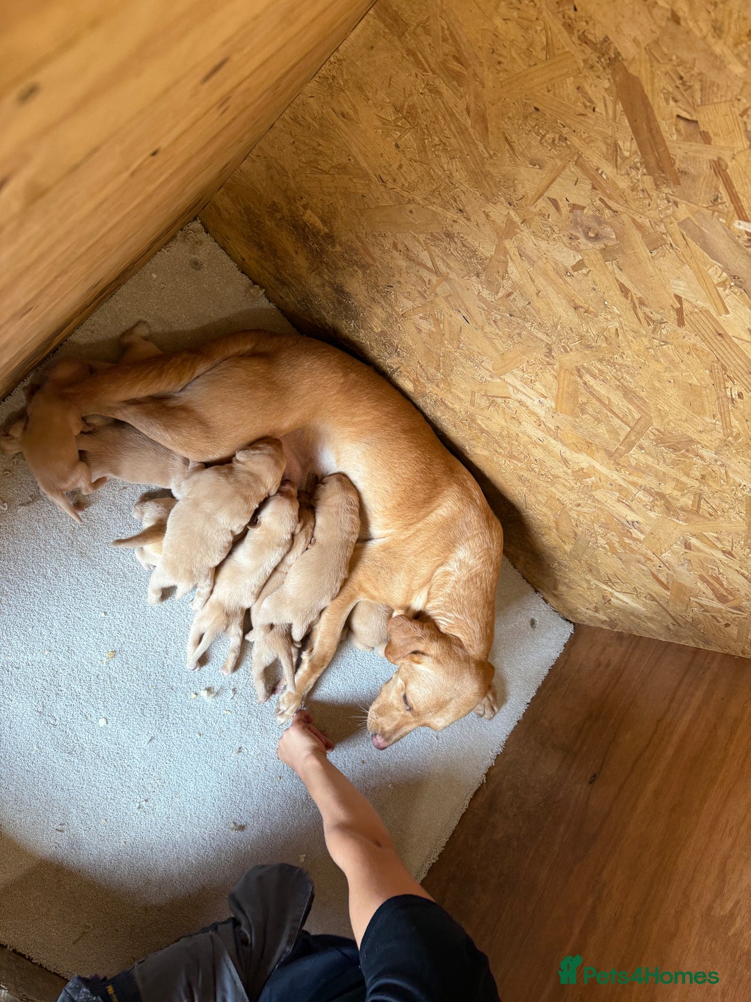 Labrador Retriever dogs for sale: Stunning kc registerd fox Red / Golders labradors  - Image 3