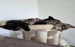 Bengal cats for sale: 2 Gorgeous Bengal x Short Hair kittens for sale - Image 2