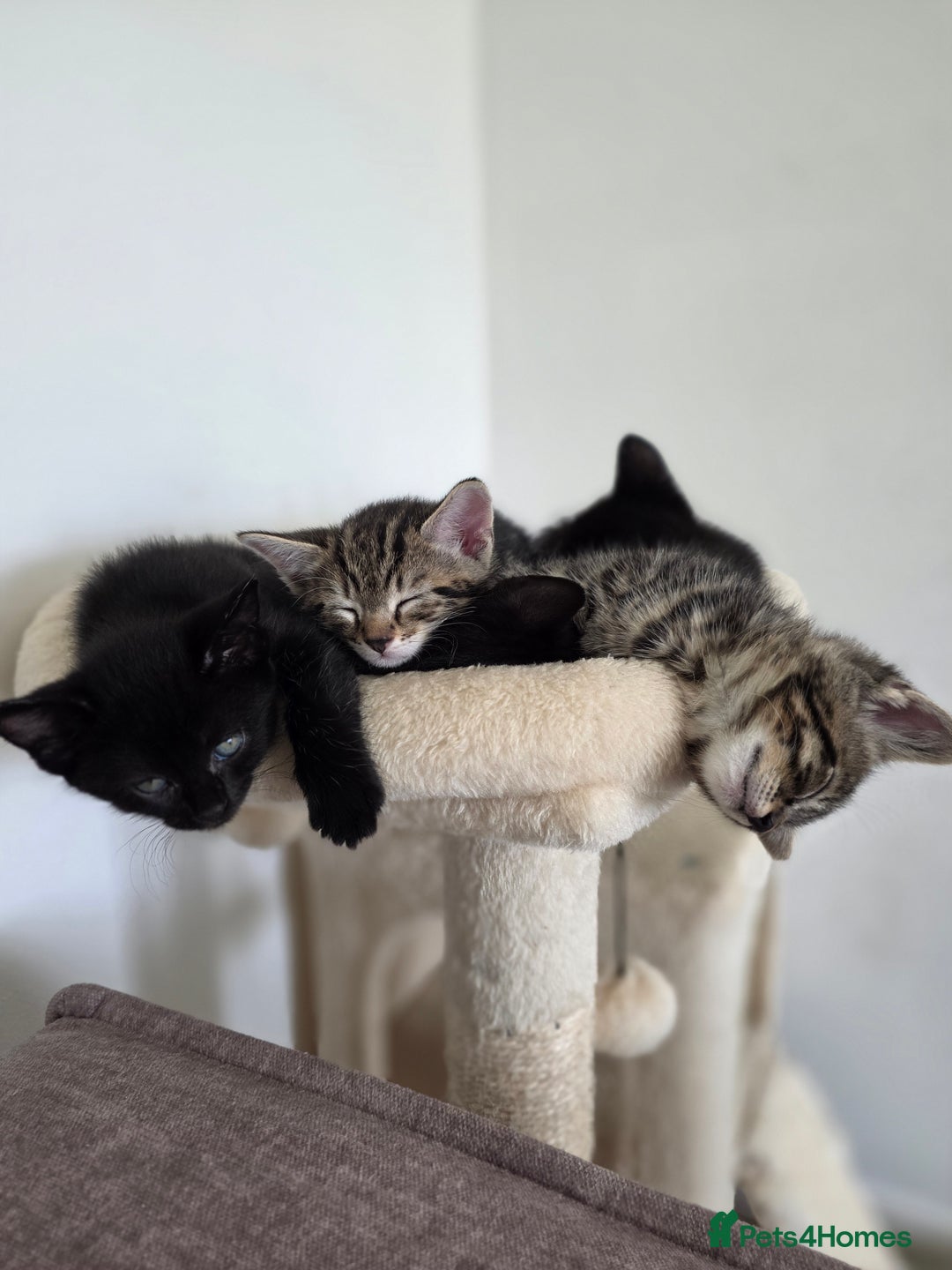 Bengal cats for sale: 2 Gorgeous Bengal x Short Hair kittens for sale - Image 2