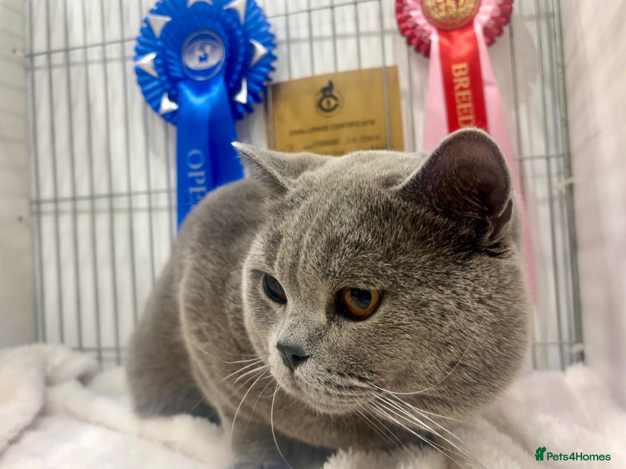British Shorthair cats BritishShorthairBlue GCCF proven stud for mating - Advert 5