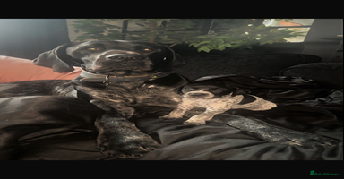 German Shorthaired Pointer dogs - Advert 12