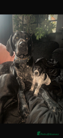 German Shorthaired Pointer dogs - Advert 1