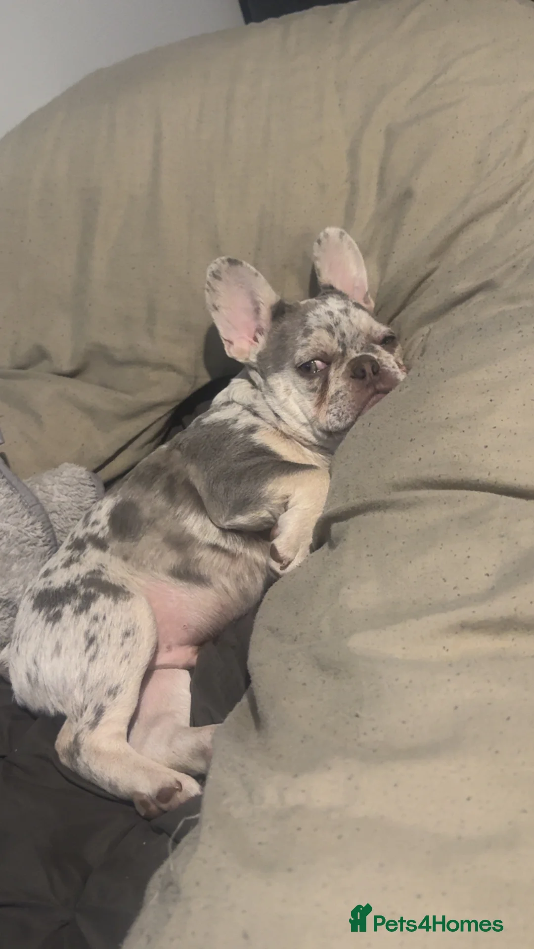 French Bulldog dogs for stud: GREY MERLE FEENCH BULLDOG STUD  - Advert 3