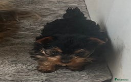 Yorkshire Terrier dogs for sale: Yorkshire Terrier girls for sale Ready now - Image 3