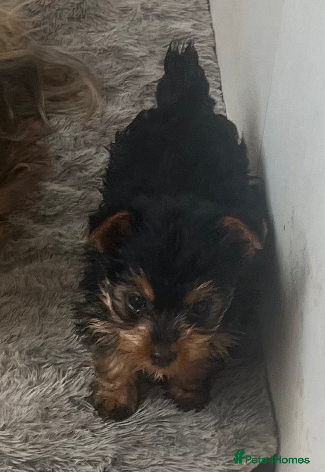 Yorkshire Terrier dogs for sale: Yorkshire Terrier girls for sale Ready now - Image 3