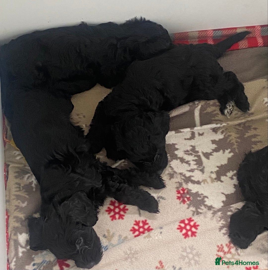 Cockapoo dogs for sale: Adorable F2 Cockapoos Puppies - Image 10