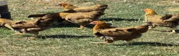 Chickens poultry for sale: Gold Partridge Wyandotte Bantams - Advert 3
