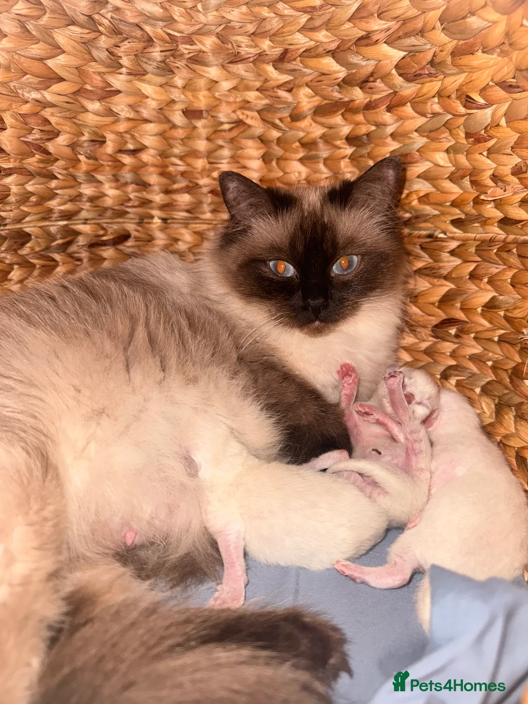 Ragdoll cats for sale: Stunning ragdoll babies! 😻😽 - Advert 8