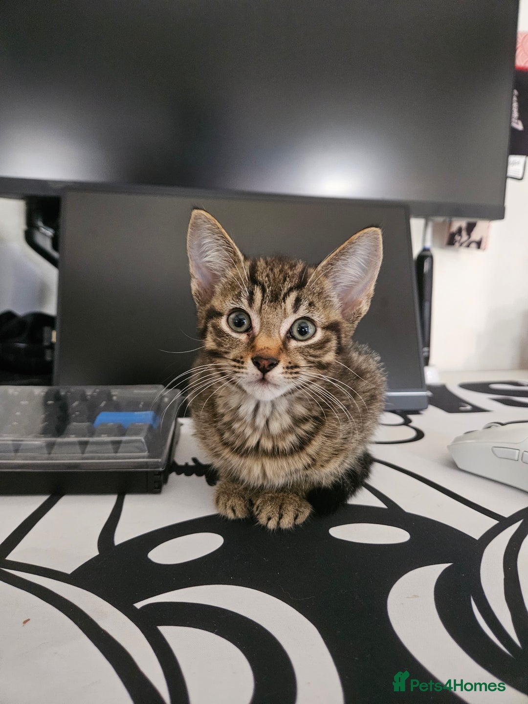 Mixed Breed cats for sale: A male tabby kitten - Image 2