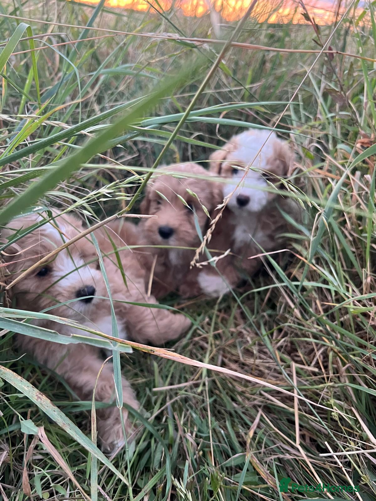 Maltipoo dogs Beautiful Maltipoochons puppies £1700 ONO - Advert 1