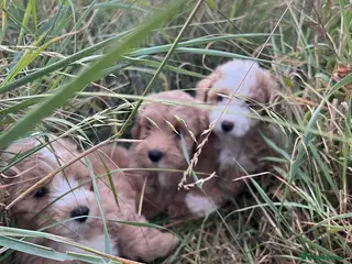 Maltipoo dogs Beautiful Maltipoochons puppies £1700 ONO - Advert 2