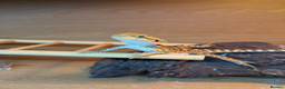 Bearded Dragon reptiles for sale: Our darling bearded dragon, looking for a new home - Advert 2