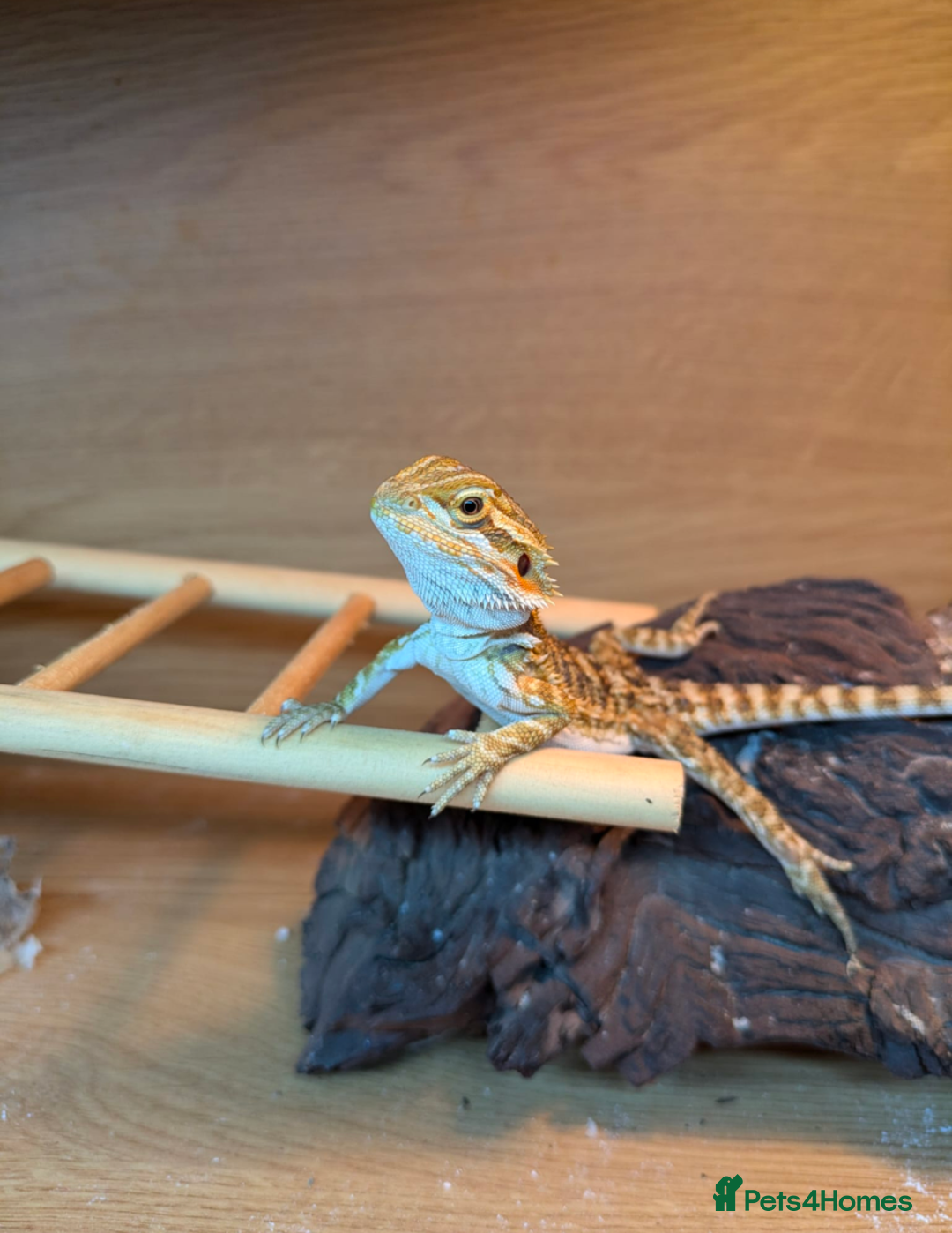 Bearded Dragon reptiles for sale: Our darling bearded dragon, looking for a new home - Advert 2