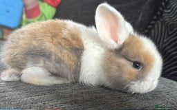 Mini Lop rabbits for sale: Mini Lop Babies  - Image 4