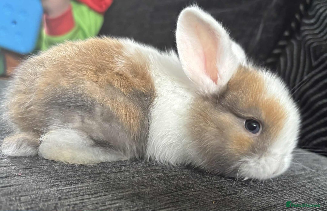 Mini Lop rabbits for sale: Mini Lop Babies  - Image 4