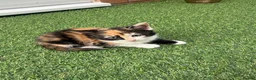 Mixed Breed cats for sale: 8 kittens available  in Leicester - Advert 4