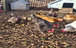 Chickens poultry for sale: Lovely Chickens for Sale –  Just Started Laying - Image 14