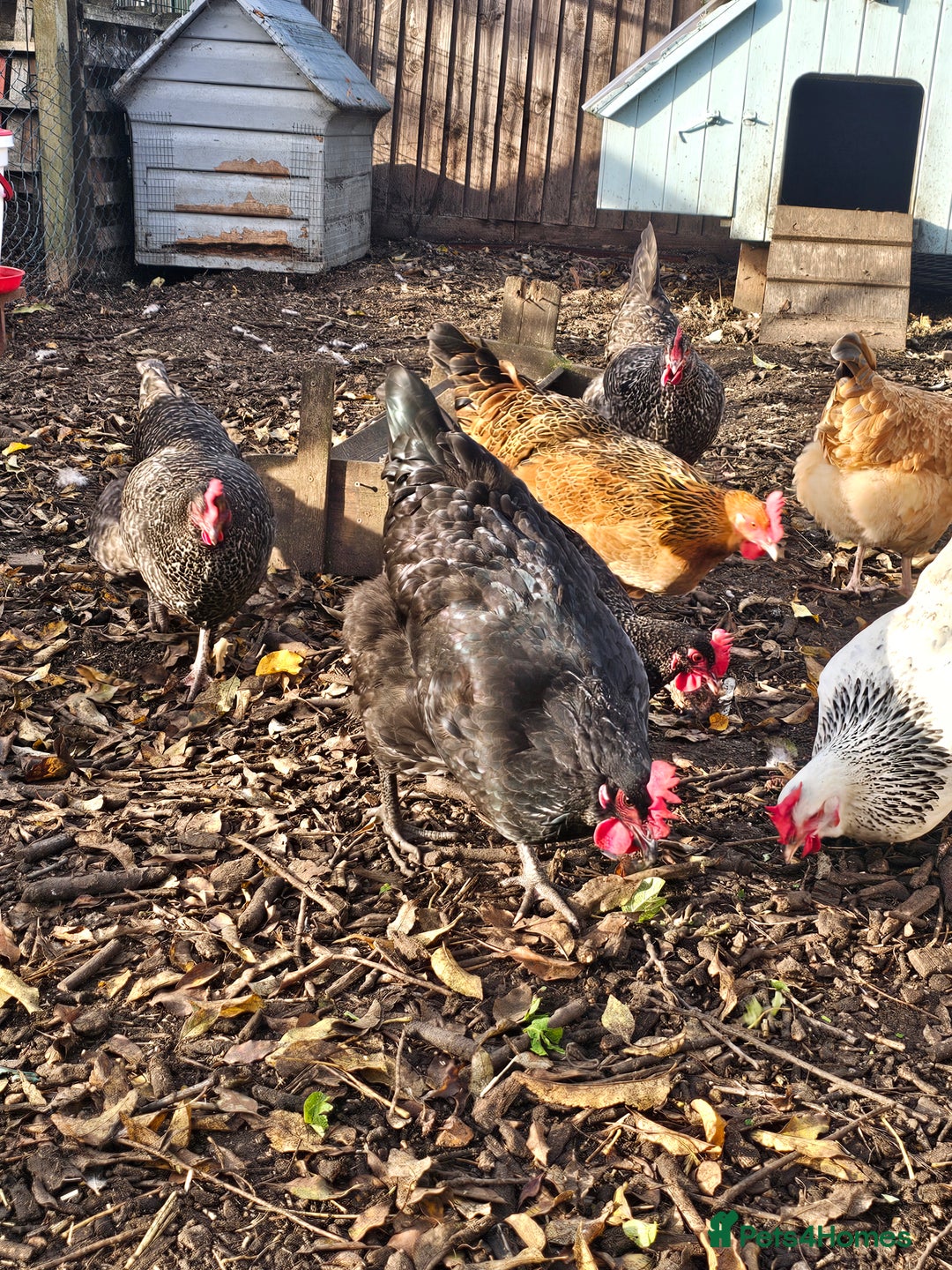 Chickens poultry for sale: Lovely Chickens for Sale –  Just Started Laying - Image 14