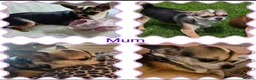 Chihuahua dogs for sale: 🌻Cute purebred chihuahua puppies🌻 - Advert 12