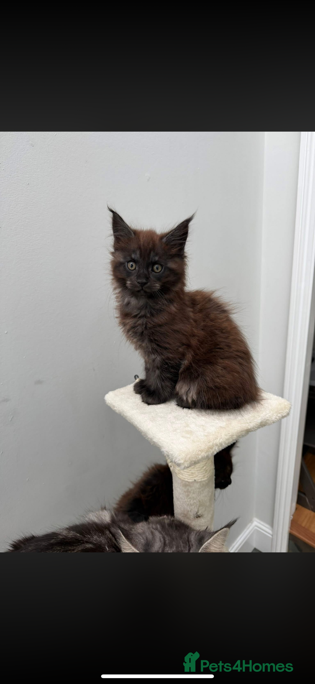 Maine Coon cats for sale: Beautiful boy kittens  - Advert 5