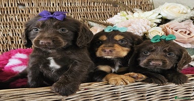 Cocker Spaniel dogs - Advert 8