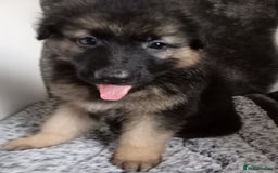 German Shepherd dogs for sale: Long haired German shepherds  - Image 3