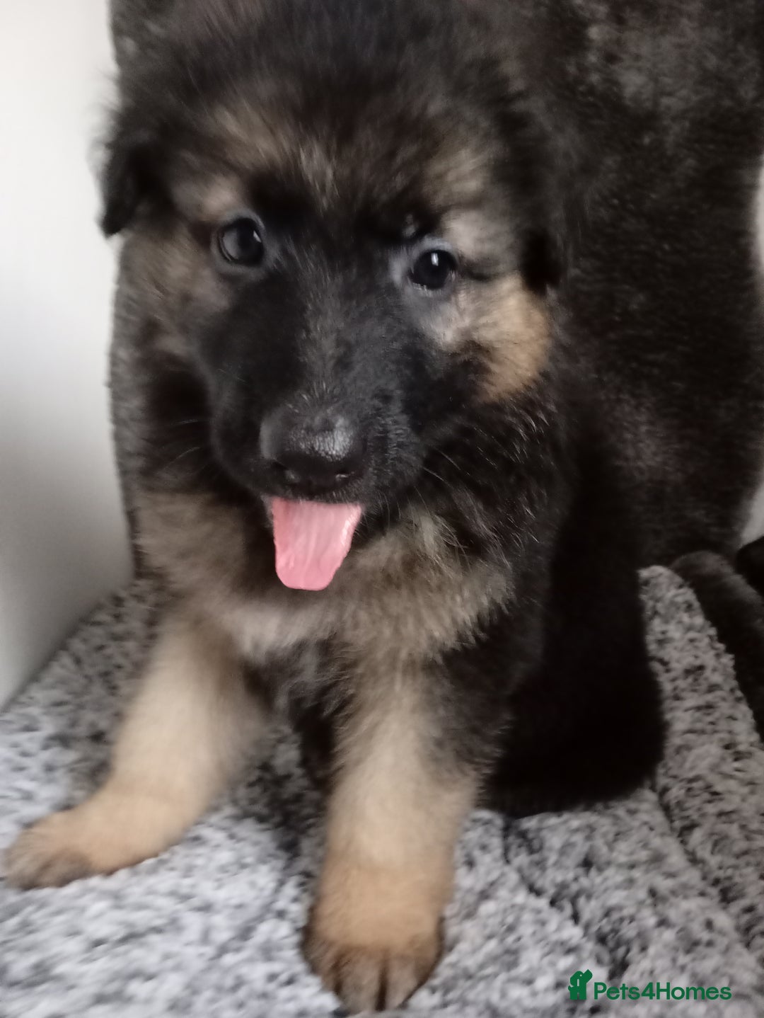 German Shepherd dogs for sale: Long haired German shepherds  - Image 3
