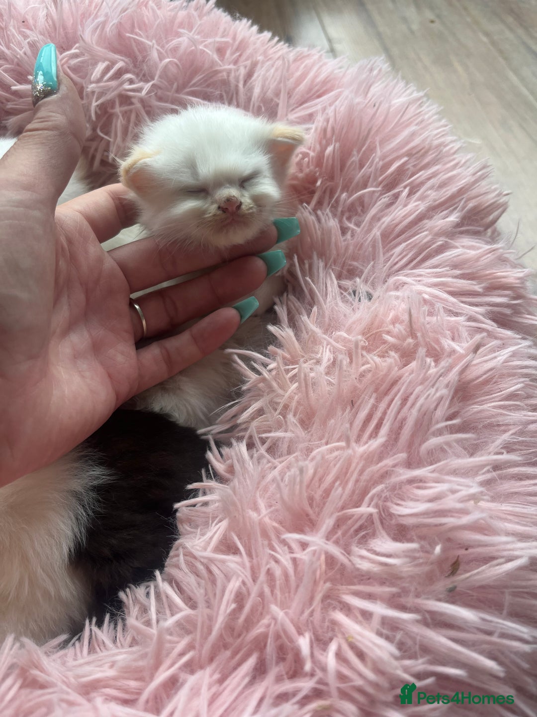 Ragdoll cats for sale: REDUCED £250 last flame point boy - Image 10