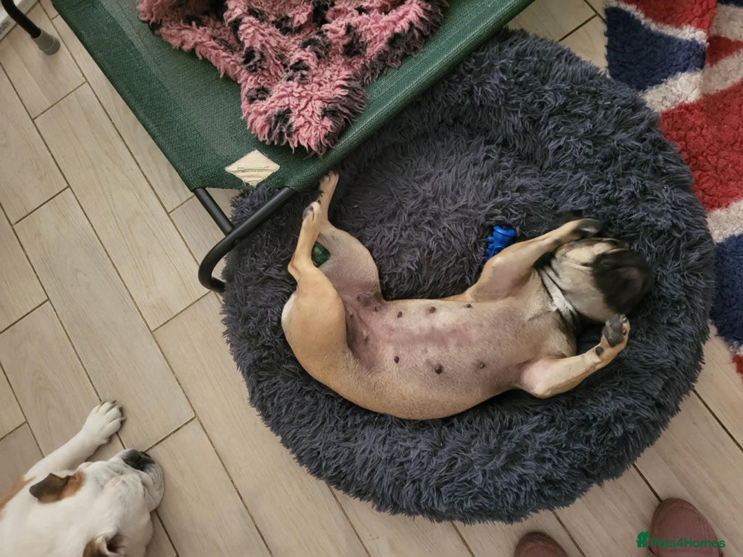 French Bulldog dogs for adoption: Nala  in Mansfield - Image 11