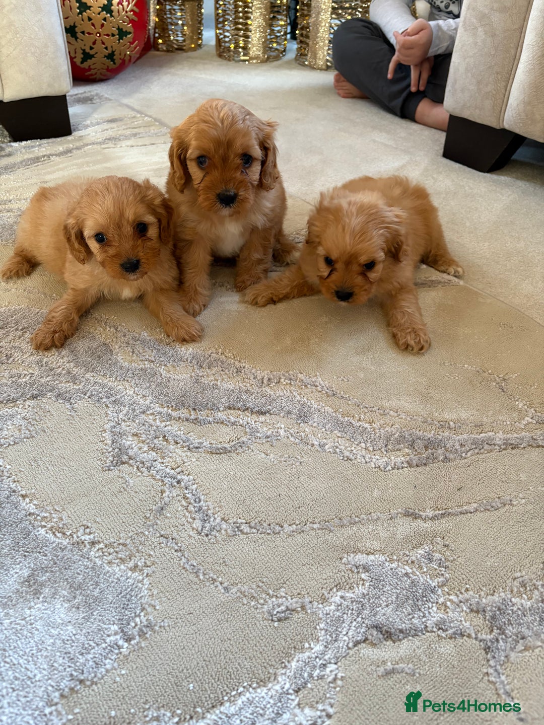 Cavapoo dogs for sale: F1 CAVAPOO PUPPIES 🐶  - Advert 5