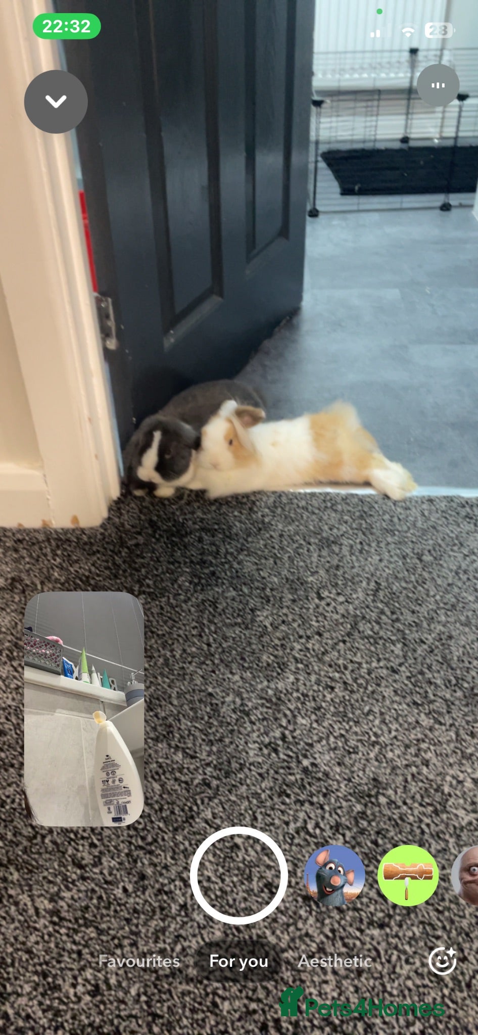 Mini Lop rabbits Lovely grey and white mini lop - Advert 1