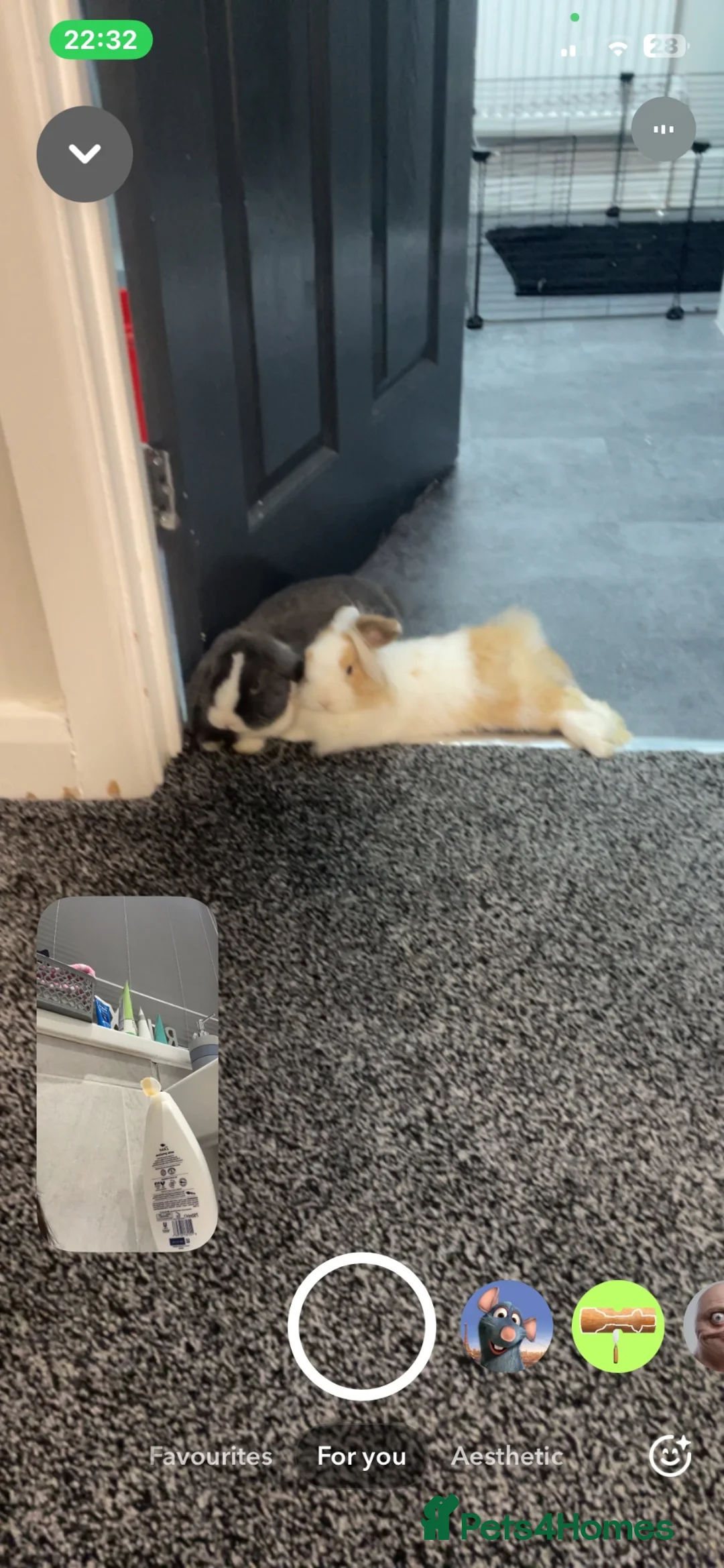 Mini Lop rabbits for sale: Lovely grey and white mini lop - Advert 1