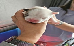 Mixed Breed dogs for sale: Frenchton Pups - Image 4