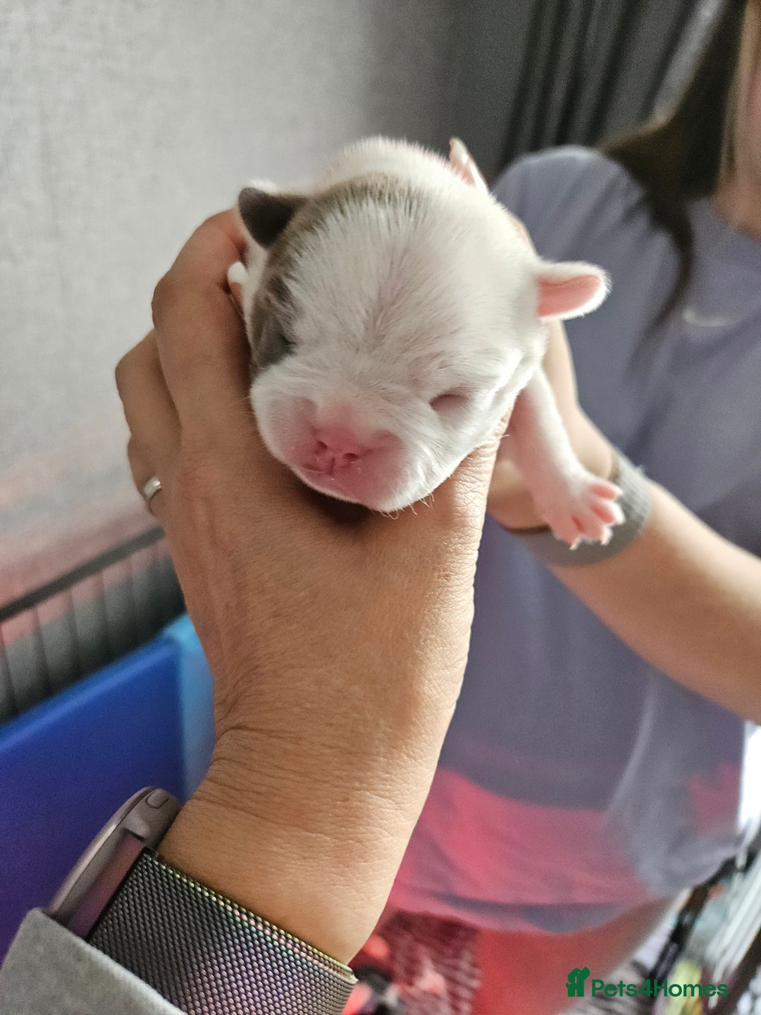 Mixed Breed dogs for sale: Frenchton Pups - Image 4