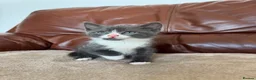 Mixed Breed cats for sale: Beautiful kittens  - Advert 7