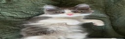 Mixed Breed cats for sale: Mother & Son  in Newcastle - Advert 2