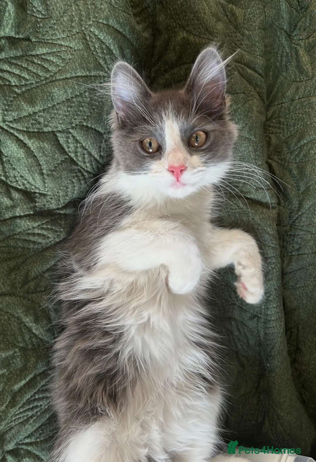Mixed Breed cats for sale: Mother & Son  in Newcastle - Advert 2