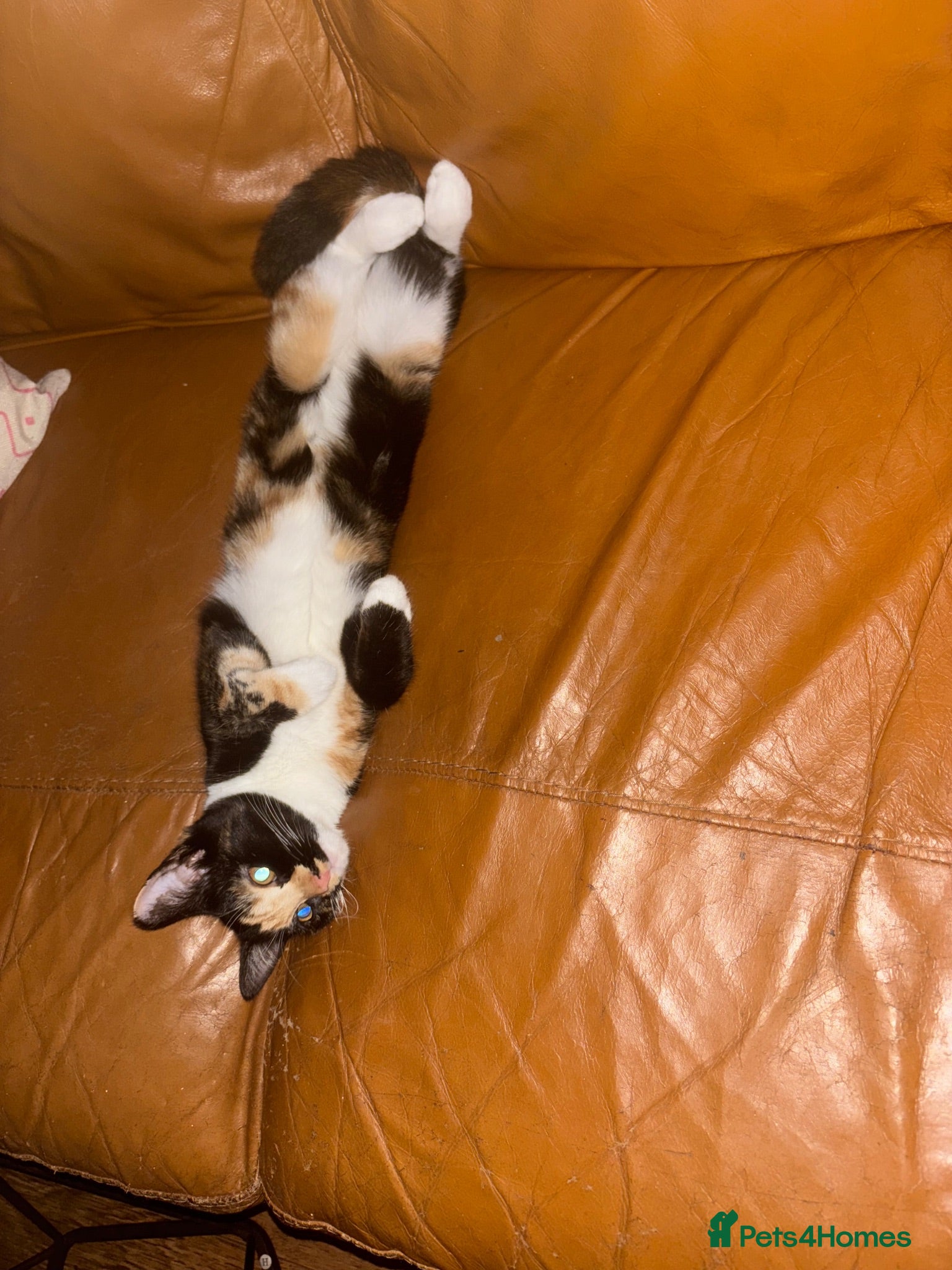Mixed Breed cats 4 beautiful kittens - Advert 12