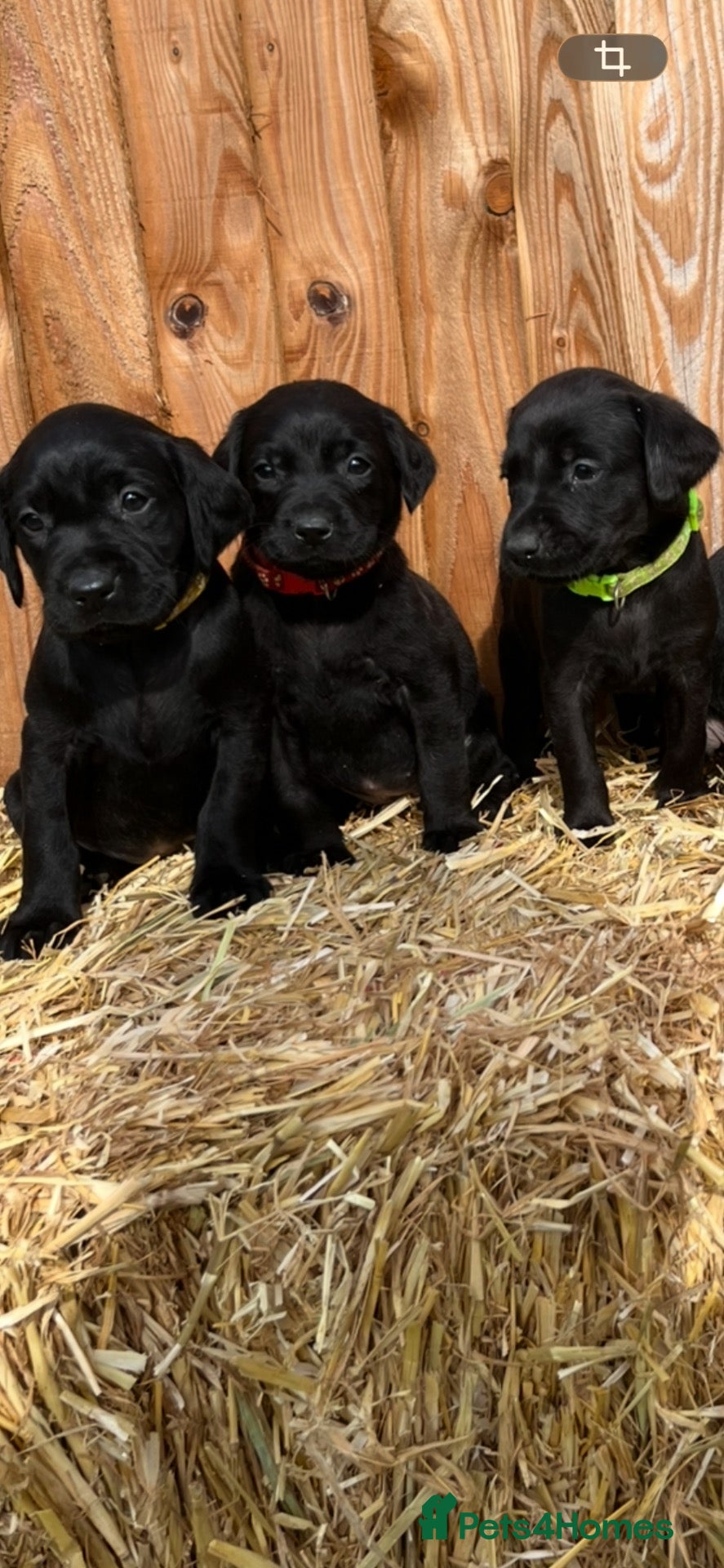 Labrador Retriever dogs for sale: ❤️ ready to leave❤️ Labrador retriever puppies - Advert 2