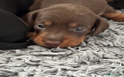 Miniature Dachshund dogs for sale: Stunning KC reg PRA clear Mini Dachshund puppies - Image 16
