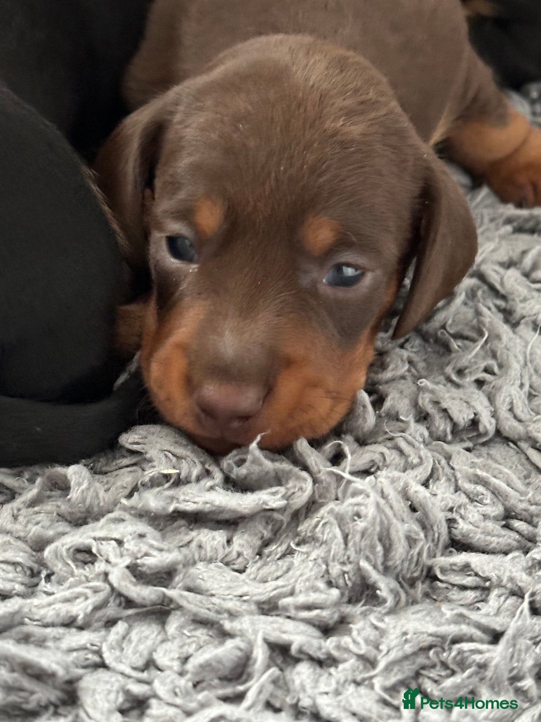 Miniature Dachshund dogs for sale: Stunning KC reg PRA clear Mini Dachshund puppies - Image 16